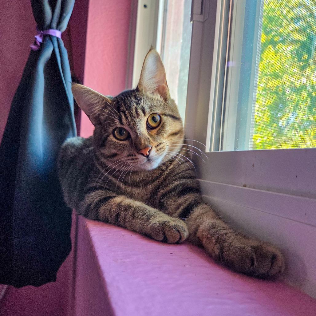 Enlarge Carry On, a Adoptable Domestic Short Hair in San Diego, CA image 5/6