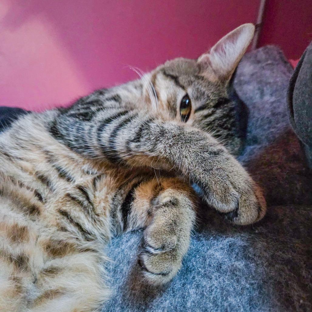 Enlarge Carry On, a Adoptable Domestic Short Hair in San Diego, CA image 6/6