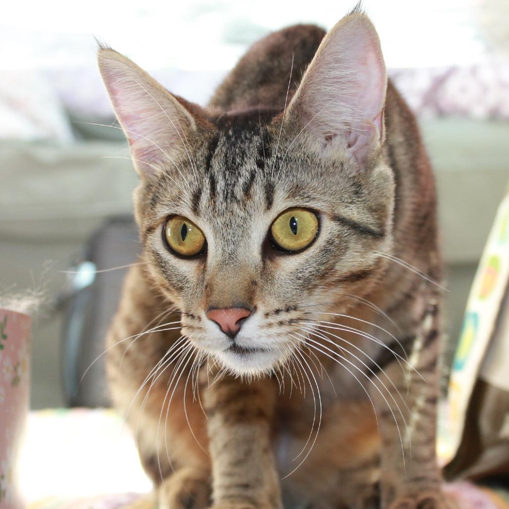 Enlarge Carry On, a Adoptable Domestic Short Hair in San Diego, CA image 1/6