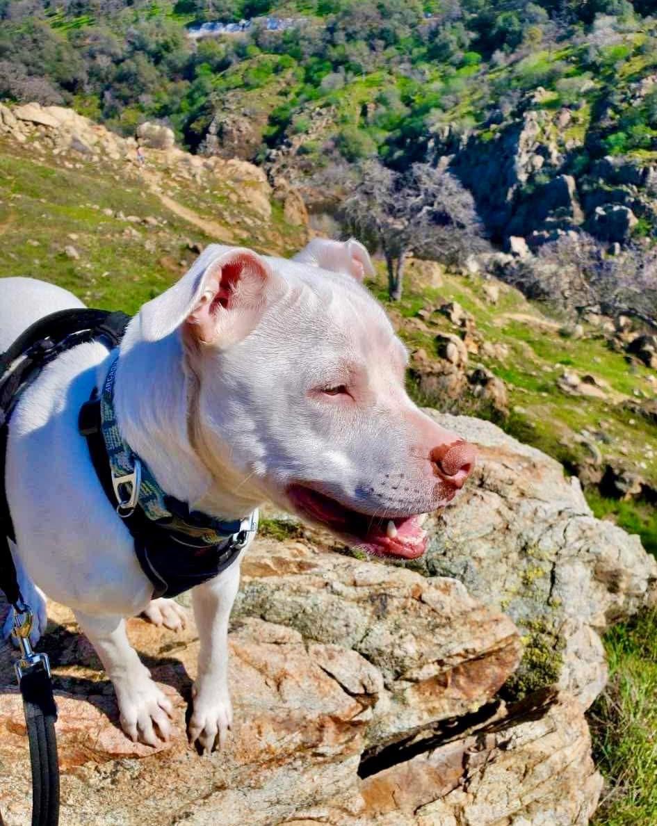 Enlarge Elvis available at Charlie's Little Doghouse, a ADOPTABLE mixed breed in PORTLAND, OR image 1/4