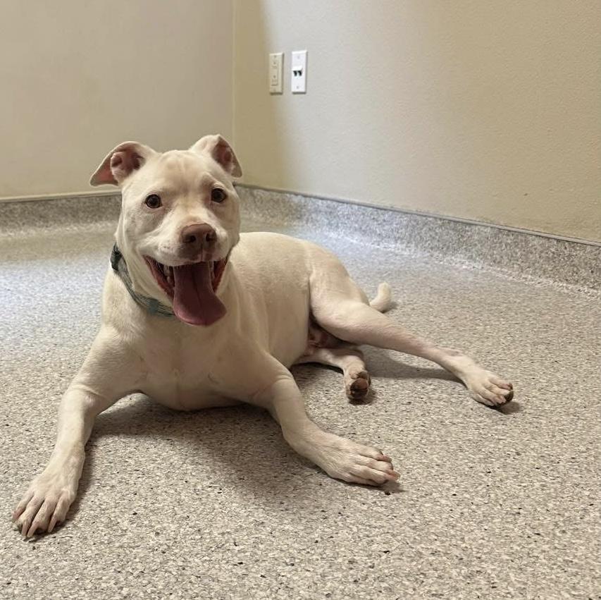 Enlarge Elvis available at Charlie's Little Doghouse, a ADOPTABLE mixed breed in PORTLAND, OR image 3/4