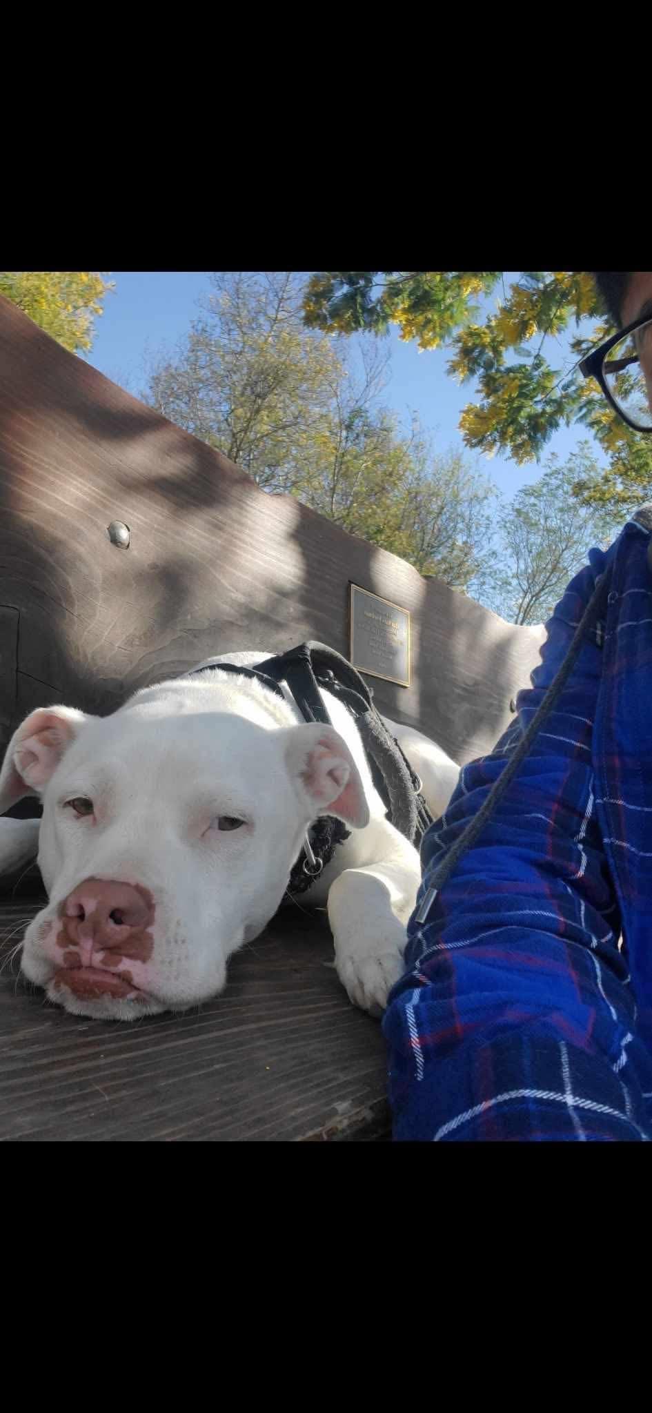 Enlarge Elvis available at Charlie's Little Doghouse, a ADOPTABLE mixed breed in PORTLAND, OR image 2/4