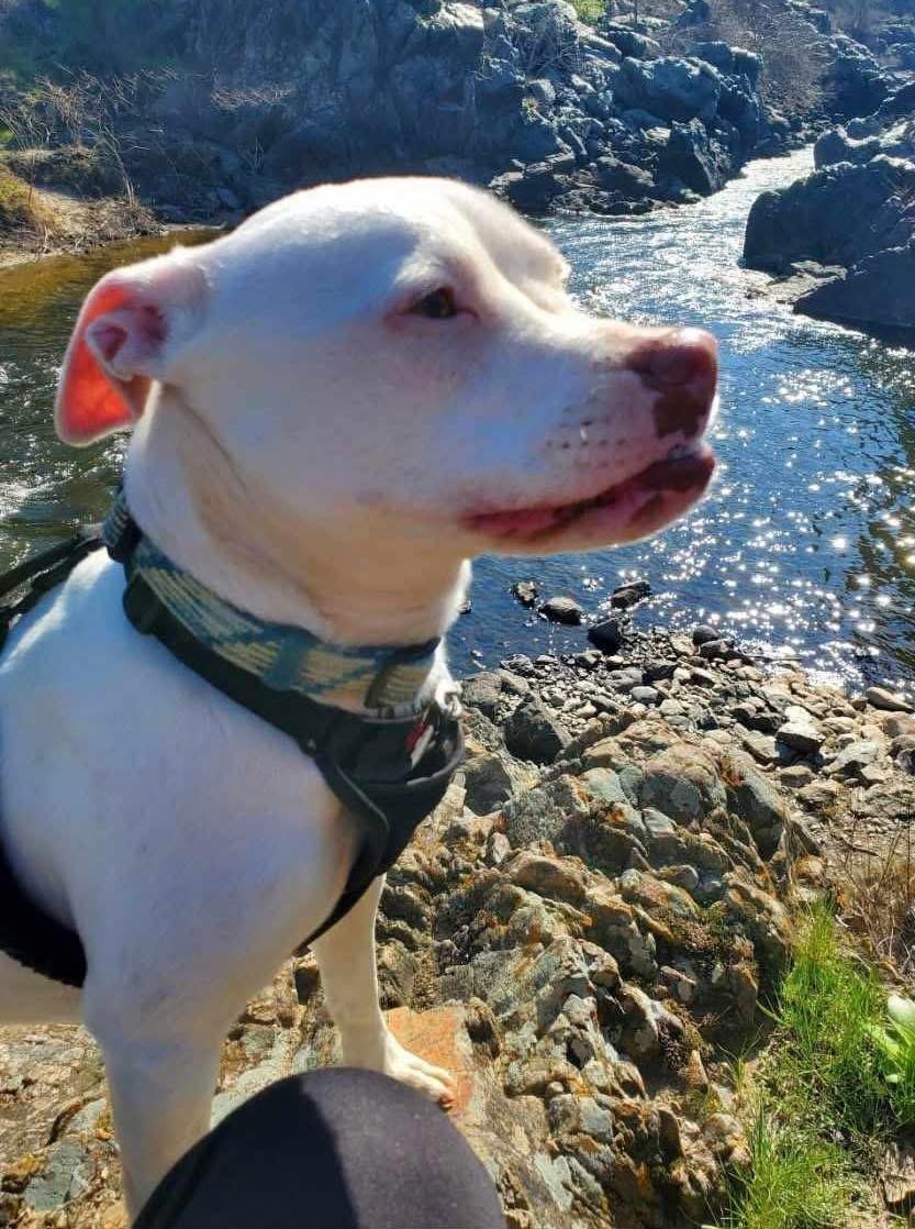 Enlarge Elvis available at Charlie's Little Doghouse, a ADOPTABLE mixed breed in PORTLAND, OR image 4/4