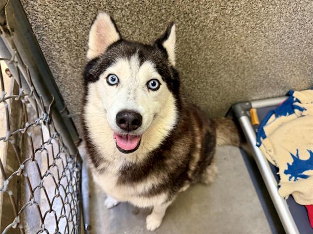 Enlarge AVALANCHE, a Adoptable Husky in Santa Rosa, CA image 1/1