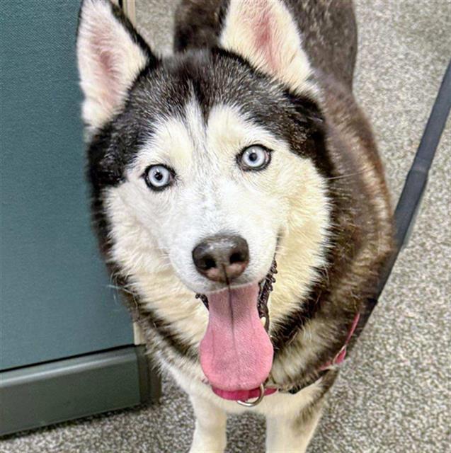 Enlarge AVALANCHE, a Adoptable Husky in Santa Rosa, CA image 1/1