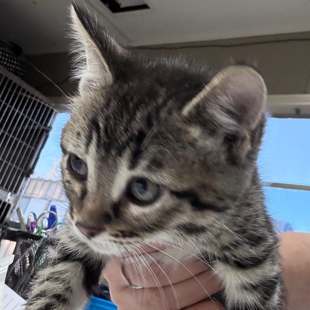 Gregory, Adoptable, Kitten Male Domestic Short Hair.