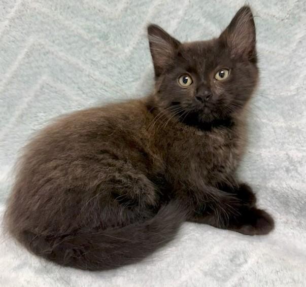 Allister, Adoptable, Kitten Male Domestic Short Hair.