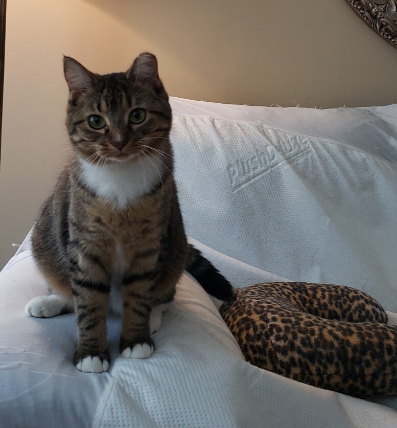 Sprout, Adoptable, Young Female Tabby.
