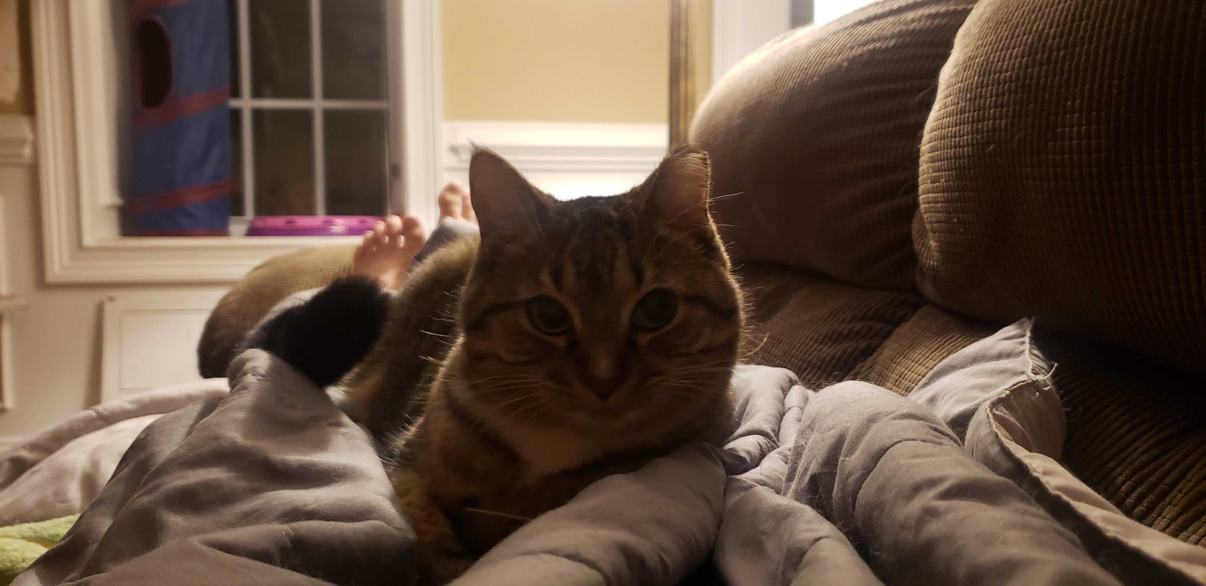 Sprout, a Adoptable Tabby in Atlanta, GA image 2/6