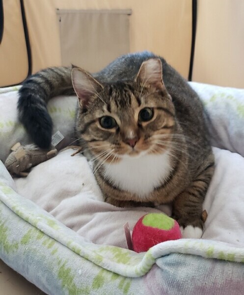 Sprout, a Adoptable Tabby in Atlanta, GA image 3/6