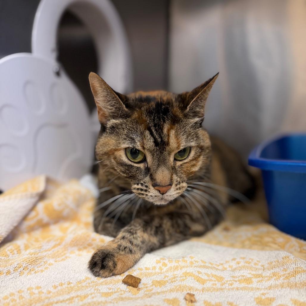 Sapphire, Adoptable, Adult Female Domestic Medium Hair.