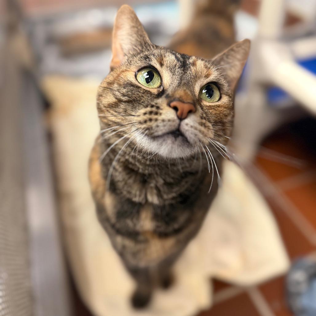 Enlarge Sapphire, a Adoptable Domestic Medium Hair in Conshohocken, PA image 2/6