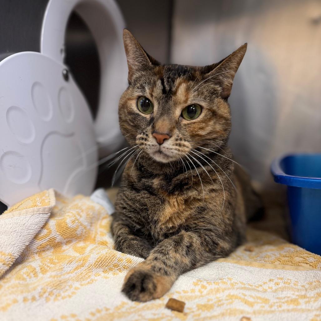 Enlarge Sapphire, a Adoptable Domestic Medium Hair in Conshohocken, PA image 6/6