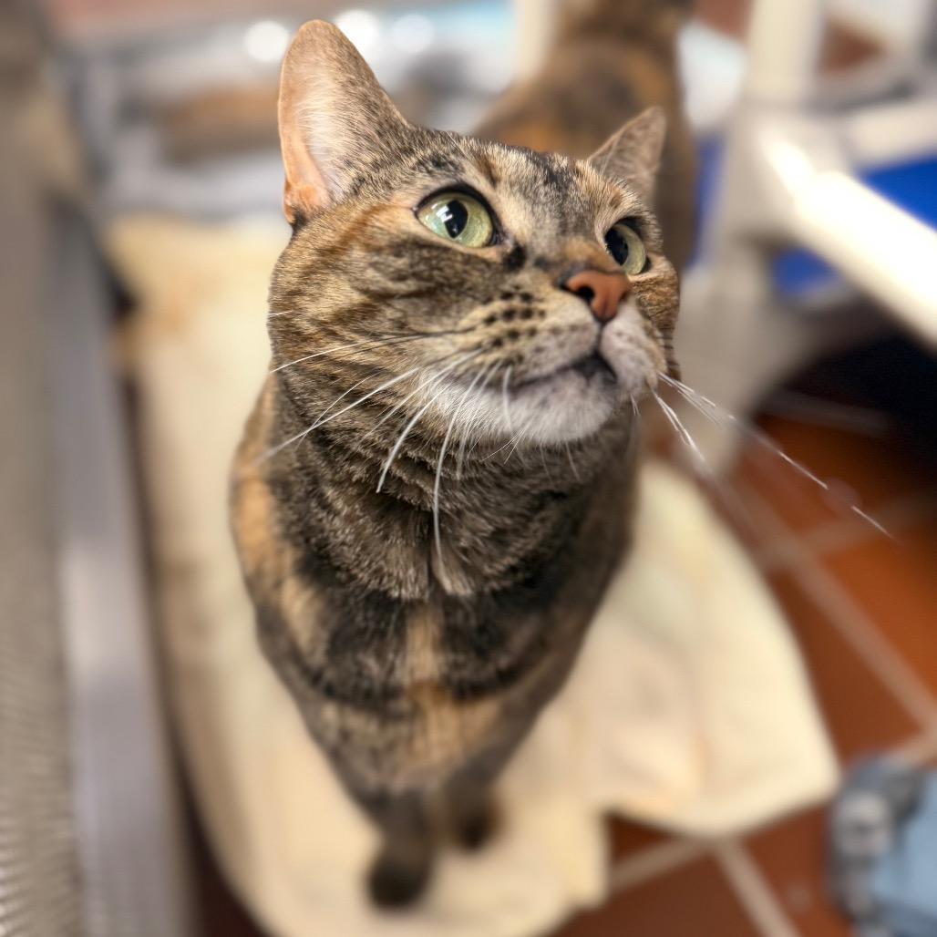 Enlarge Sapphire, a Adoptable Domestic Medium Hair in Conshohocken, PA image 3/6