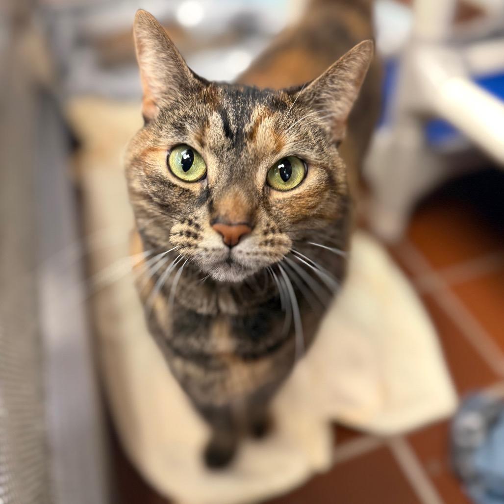 Enlarge Sapphire, a Adoptable Domestic Medium Hair in Conshohocken, PA image 4/6