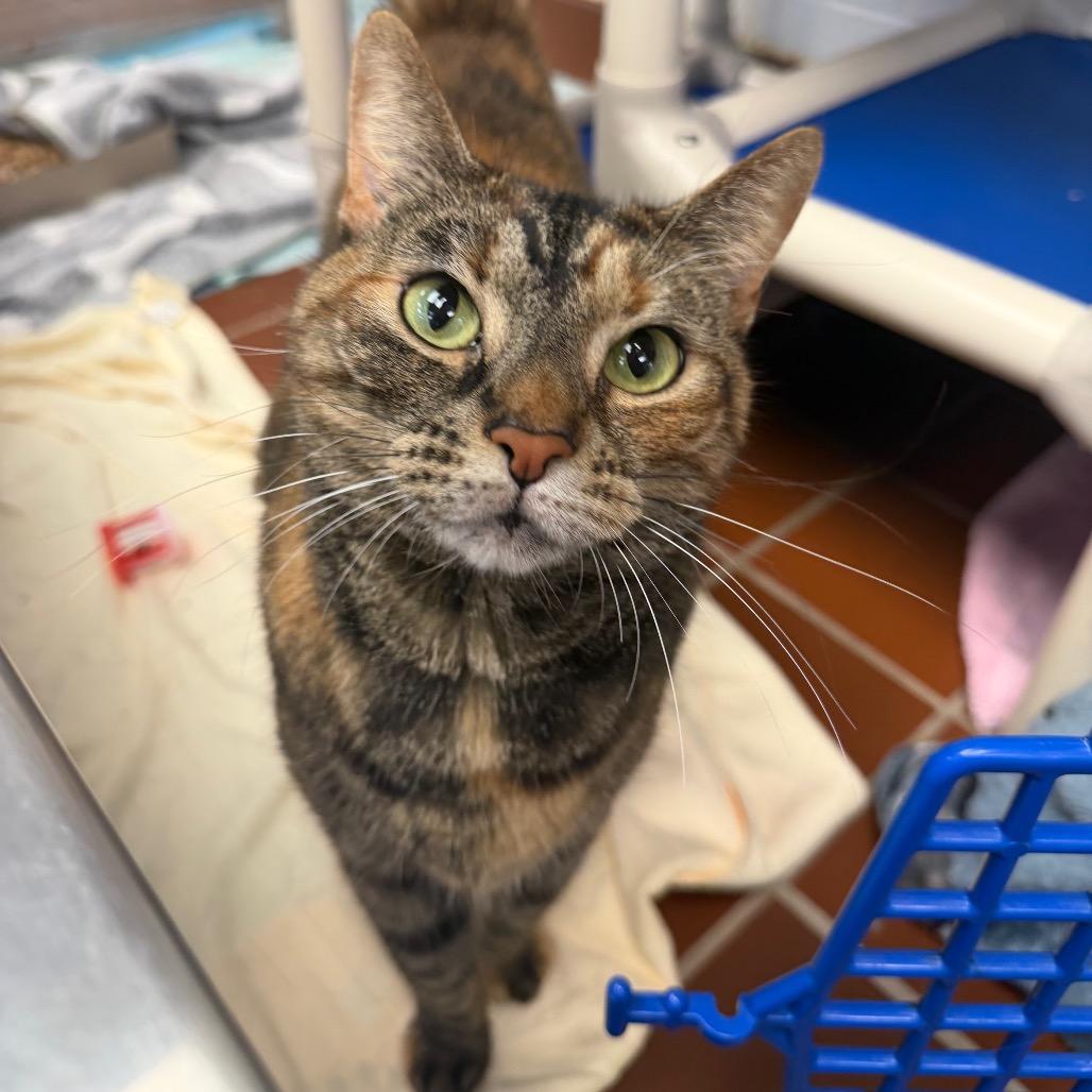 Enlarge Sapphire, a Adoptable Domestic Medium Hair in Conshohocken, PA image 5/6