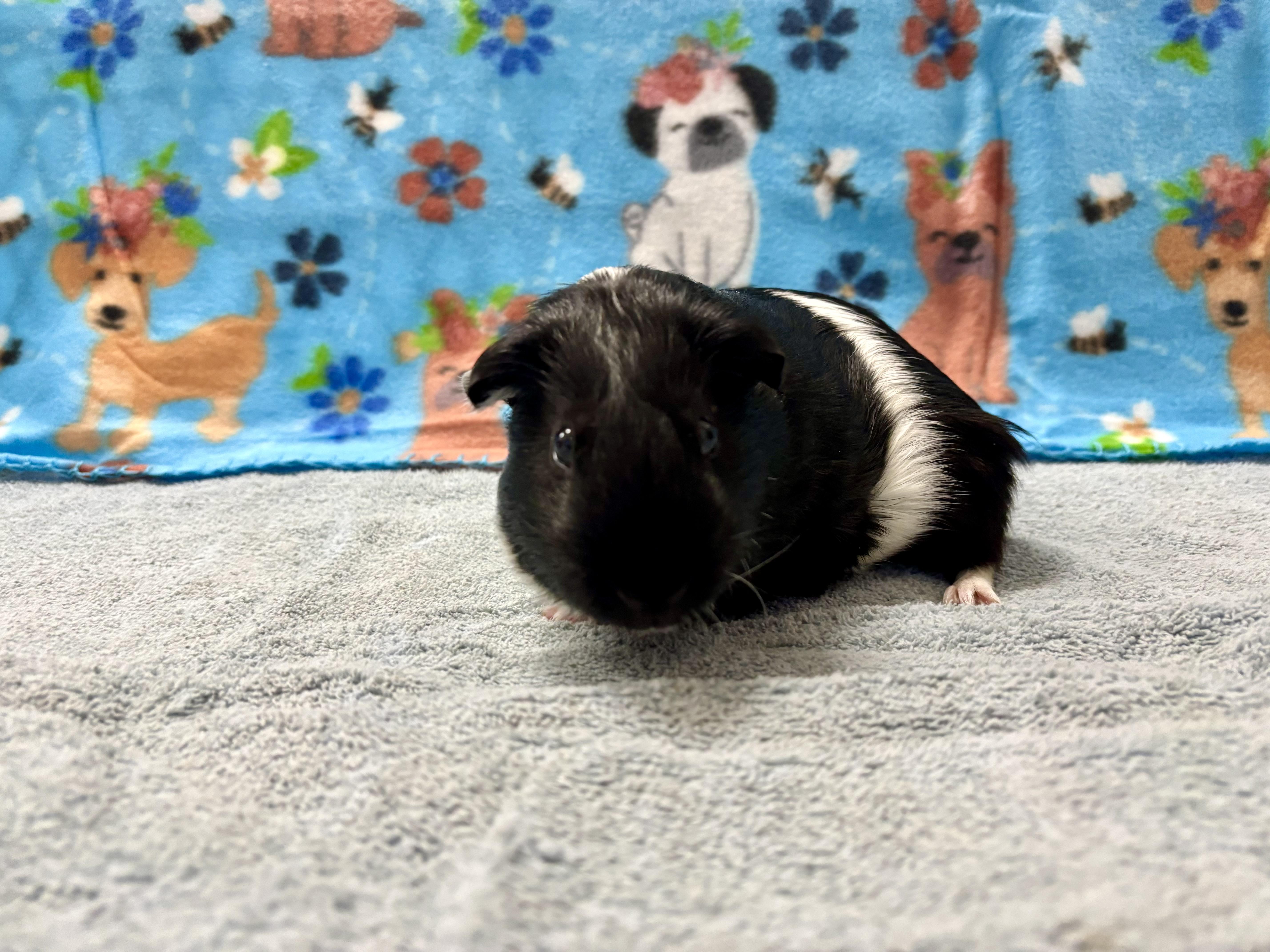 Stuuuart, a Adoptable Guinea Pig in Appleton, WI image 1/2