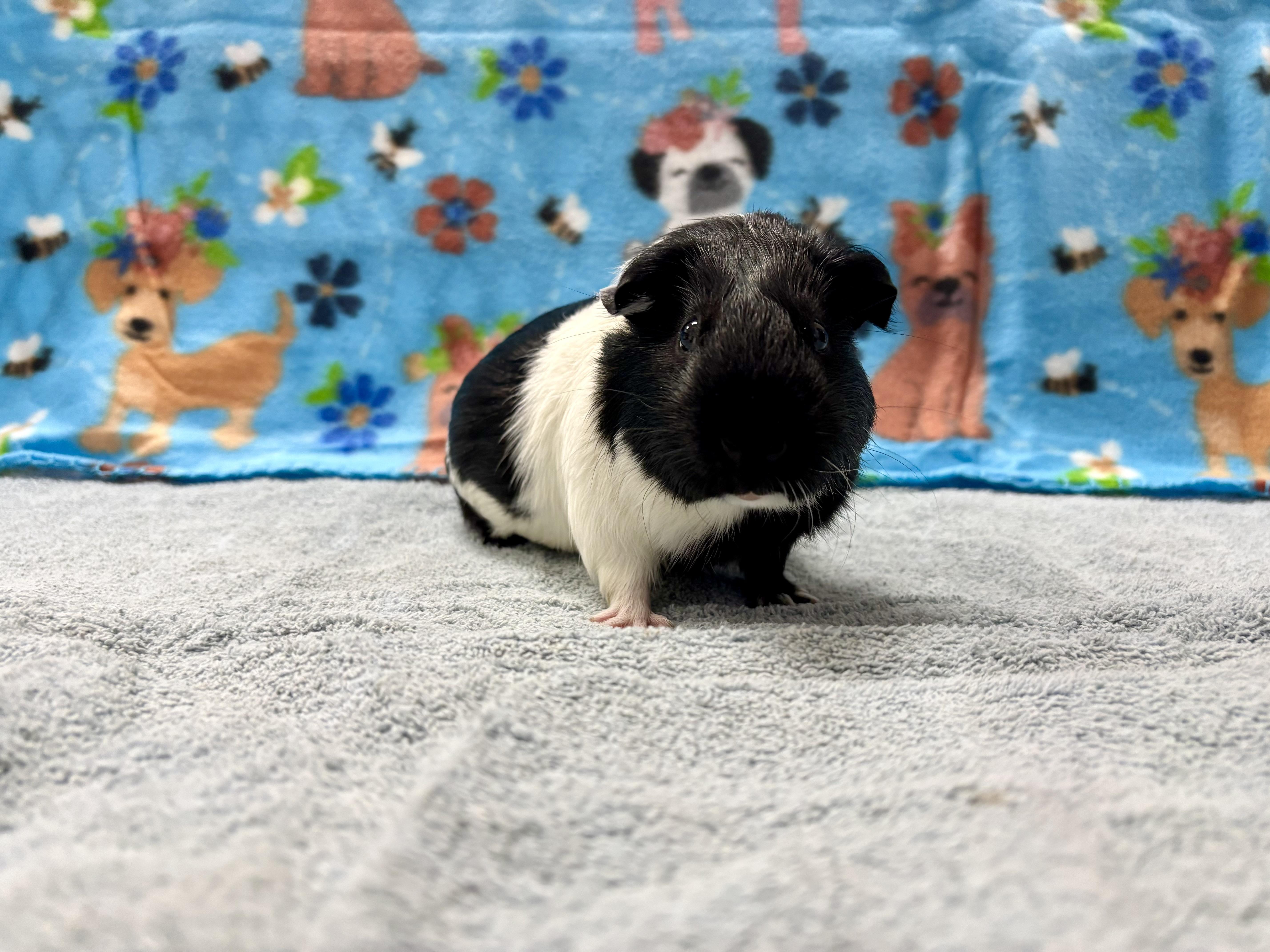 Stuuuart, a Adoptable Guinea Pig in Appleton, WI image 2/2