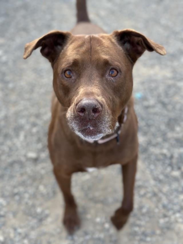 Enlarge LILLY BELL, a Adoptable mixed breed in Santa Maria, CA image 1/1