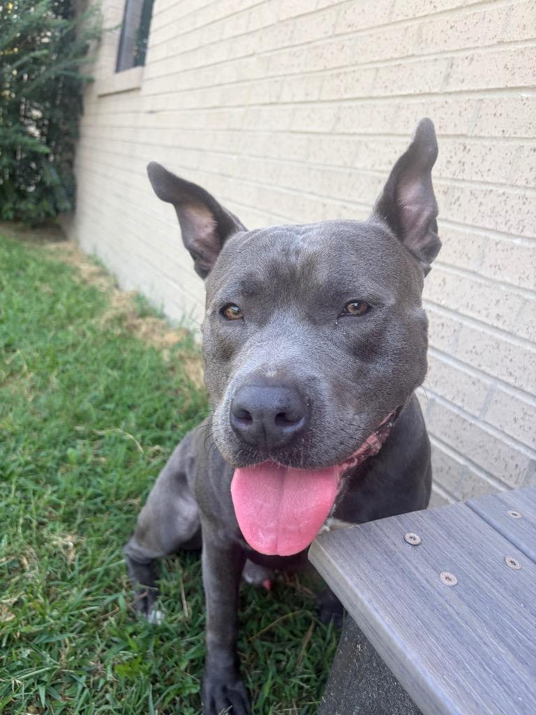 Asphalt, Adoptable, Young Male Mixed Breed.