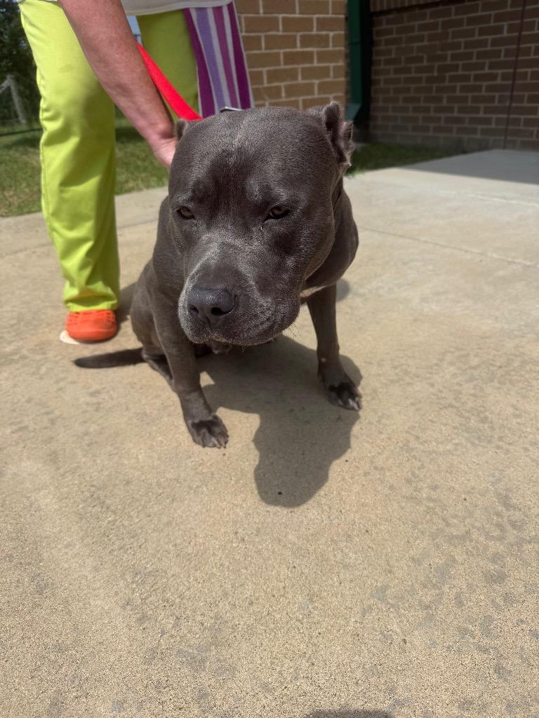 Enlarge Asphalt, a Adoptable mixed breed in Gallatin, TN image 3/3