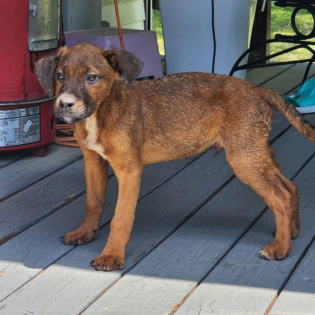 Apple, Adoptable, Puppy Male Great Dane & Mixed Breed.
