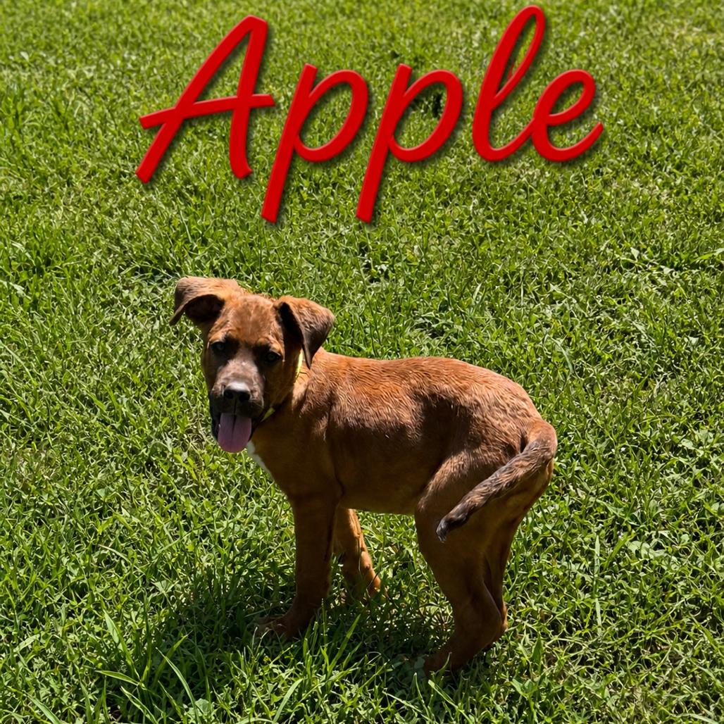 Enlarge Apple, a Adoptable mixed breed in Hohenwald, TN image 2/2