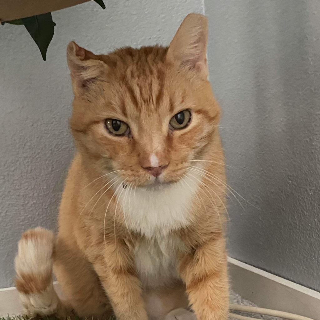 Enlarge Thor, a Adoptable Domestic Short Hair in Las Vegas, NV image 1/3