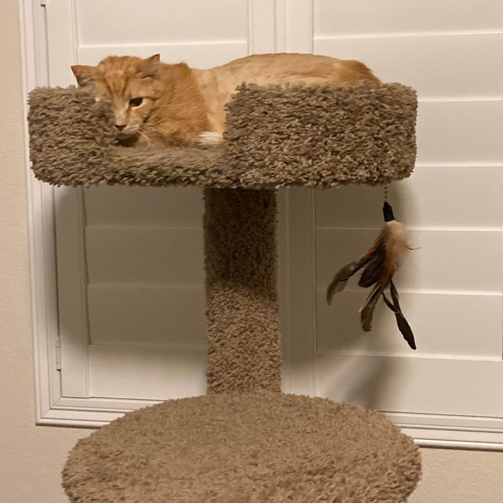 Enlarge Thor, a Adoptable Domestic Short Hair in Las Vegas, NV image 3/3