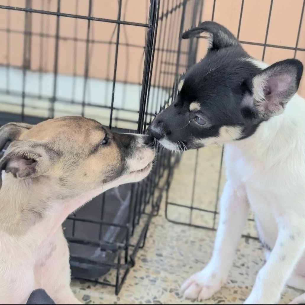 DOMINO in New York to meet & greet!, a Adoptable mixed breed in New York, NY image 2/6