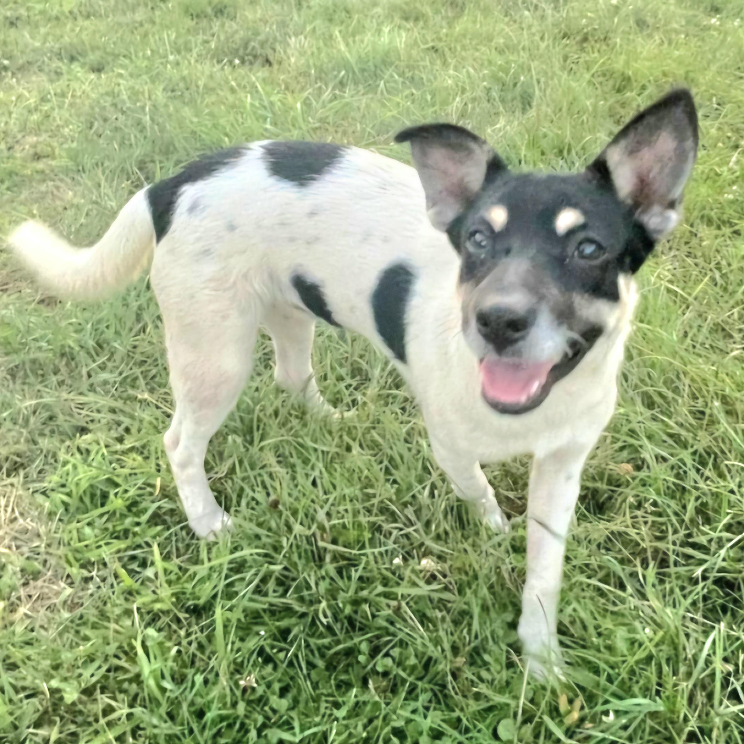 DOMINO in New York to meet & greet!, a Adoptable mixed breed in New York, NY image 1/6