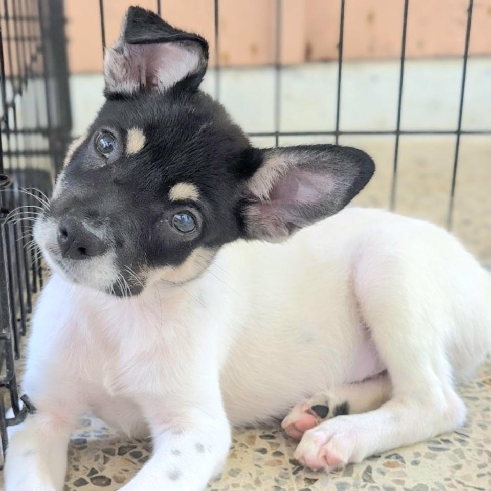 DOMINO in New York to meet & greet!, a Adoptable mixed breed in New York, NY image 3/6