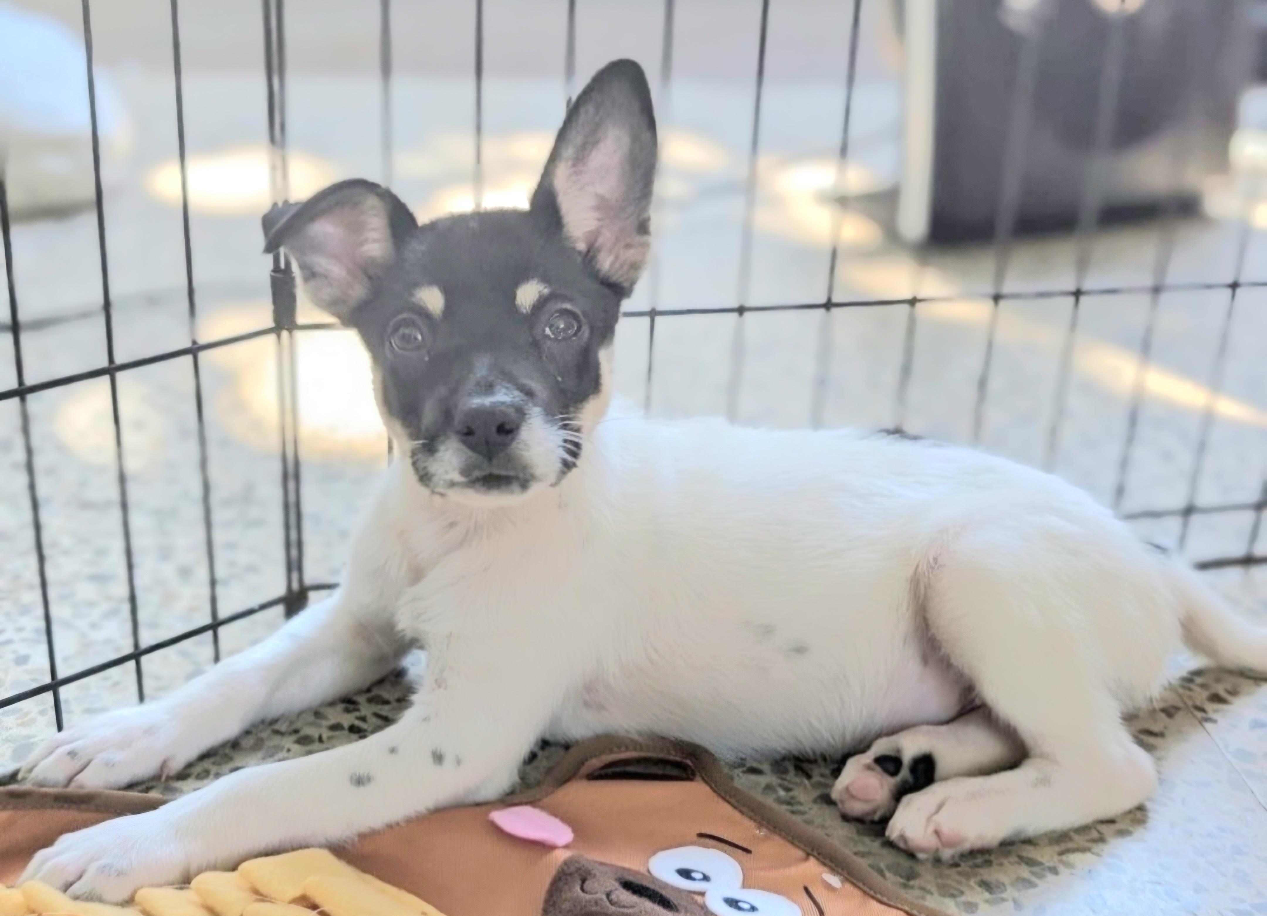 DOMINO in New York to meet & greet!