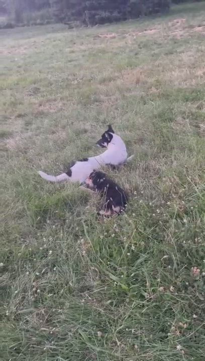 Enlarge DOMINO in New York to meet & greet!, a Adoptable mixed breed in New York, NY video 6/6