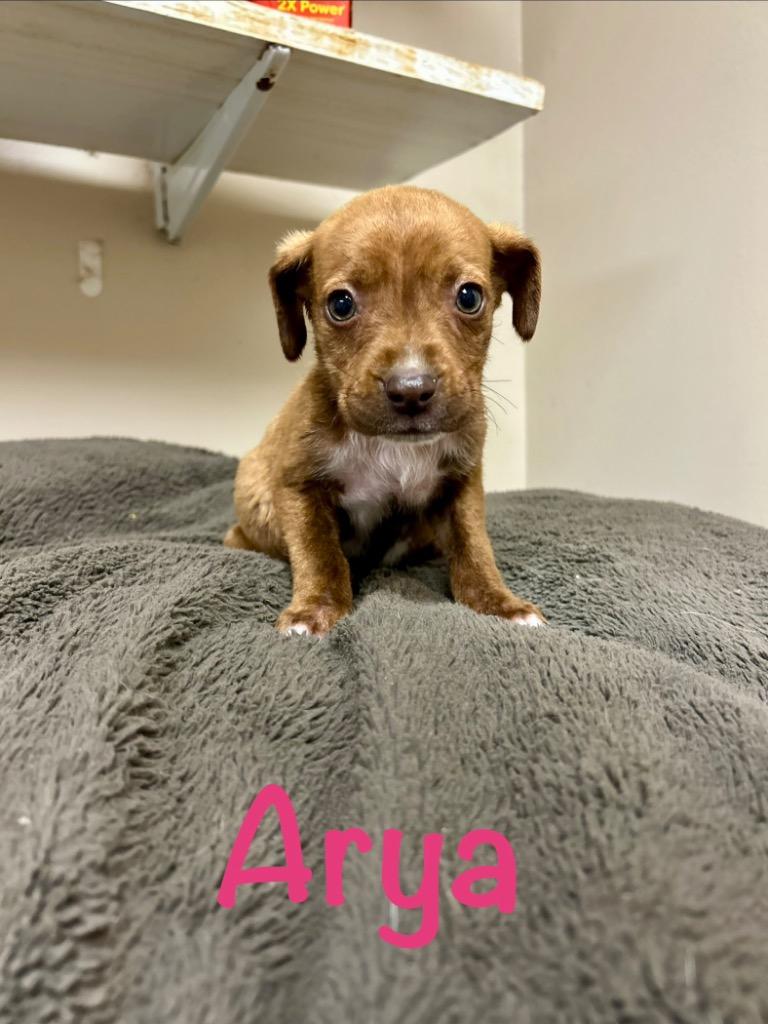 Arya, Adoptable, Puppy Female Husky.