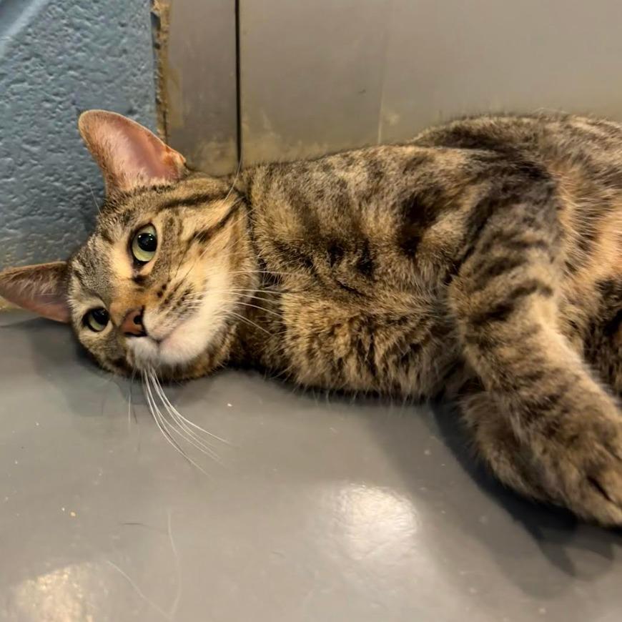 Tip Tail — thumbnail 3