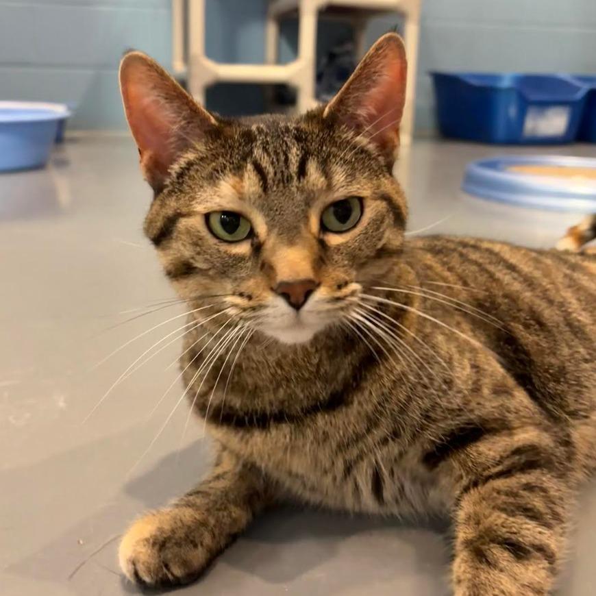 Tip Tail — thumbnail 4