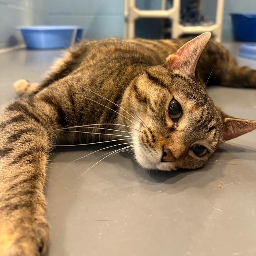 Tip Tail — thumbnail 5