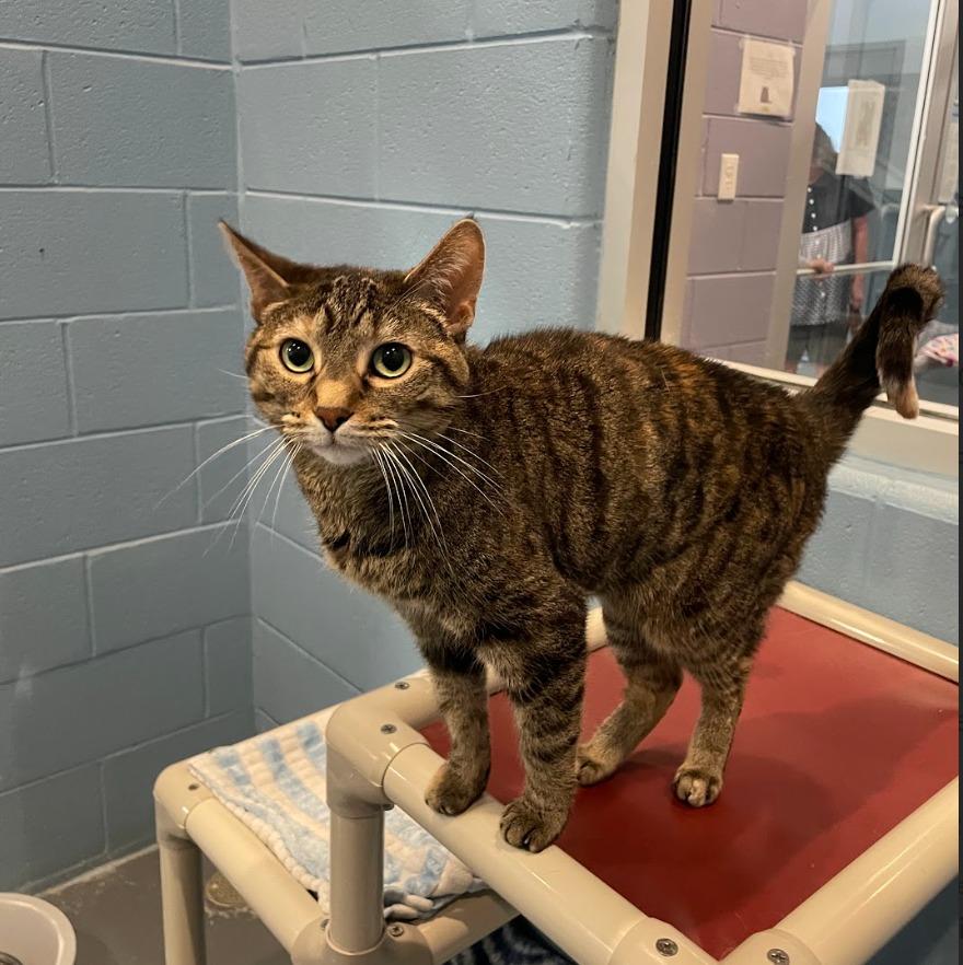 Tip Tail — thumbnail 6