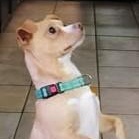 Pierre, ADOPTABLE, Young Male Chihuahua.