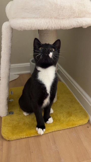 Enlarge Vesper, a Adoptable Domestic Short Hair in Leesburg, VA image 2/3