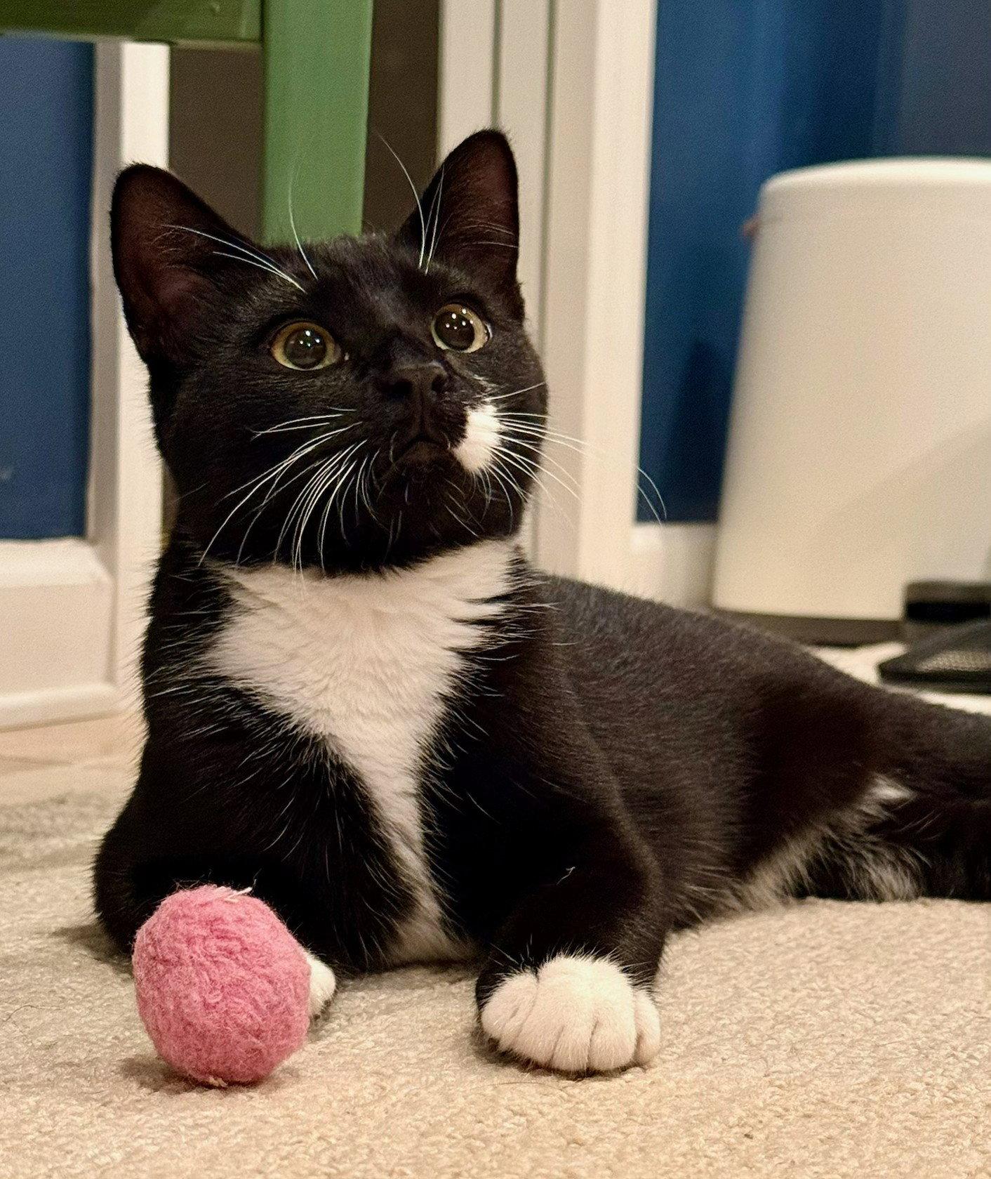 Vesper, Adoptable, Young Male Domestic Short Hair.