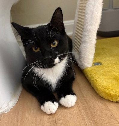 Enlarge Vesper, a Adoptable Domestic Short Hair in Leesburg, VA image 3/3