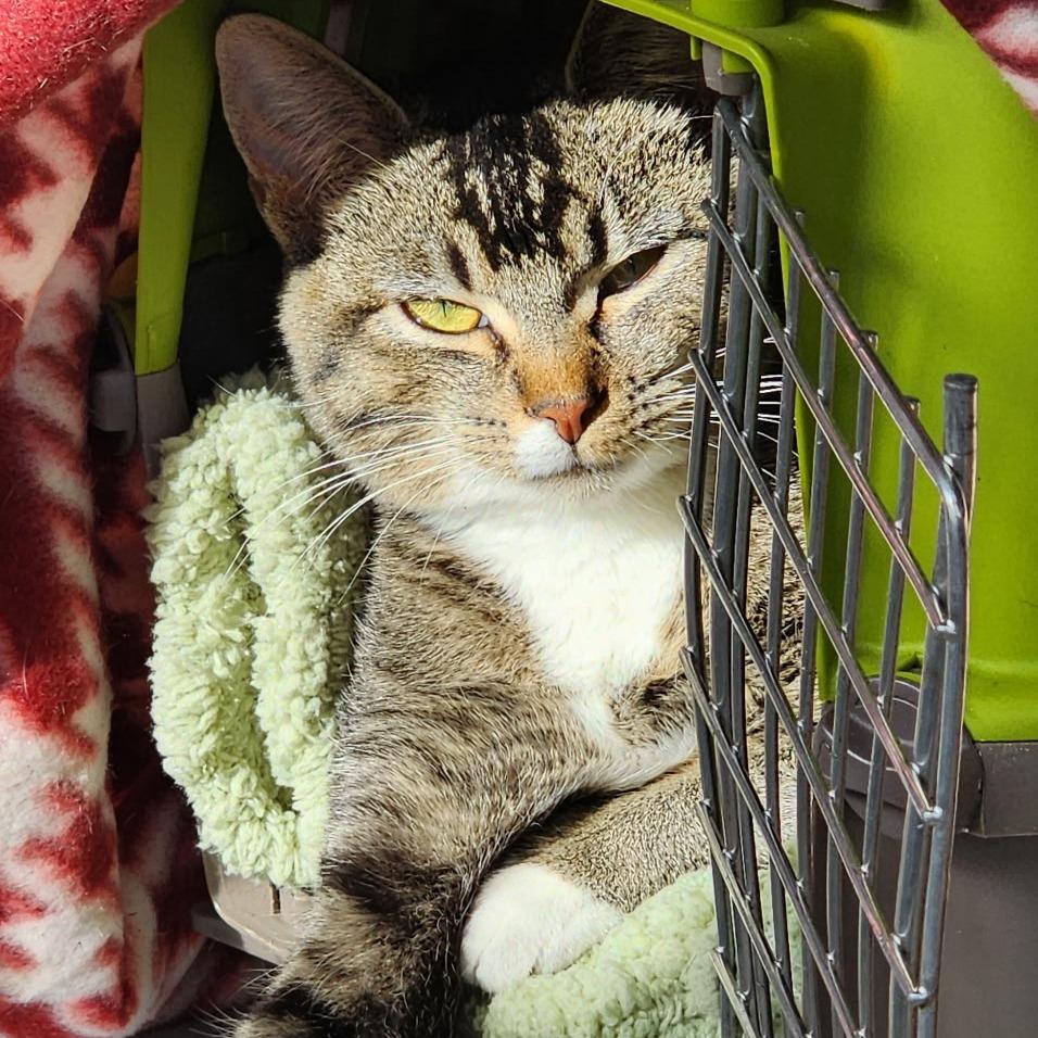 Gypsy, Adoptable, Young Female Domestic Short Hair.