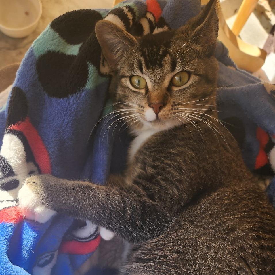 Enlarge Gypsy, a Adoptable Domestic Short Hair in Jacksonville, OR image 2/2