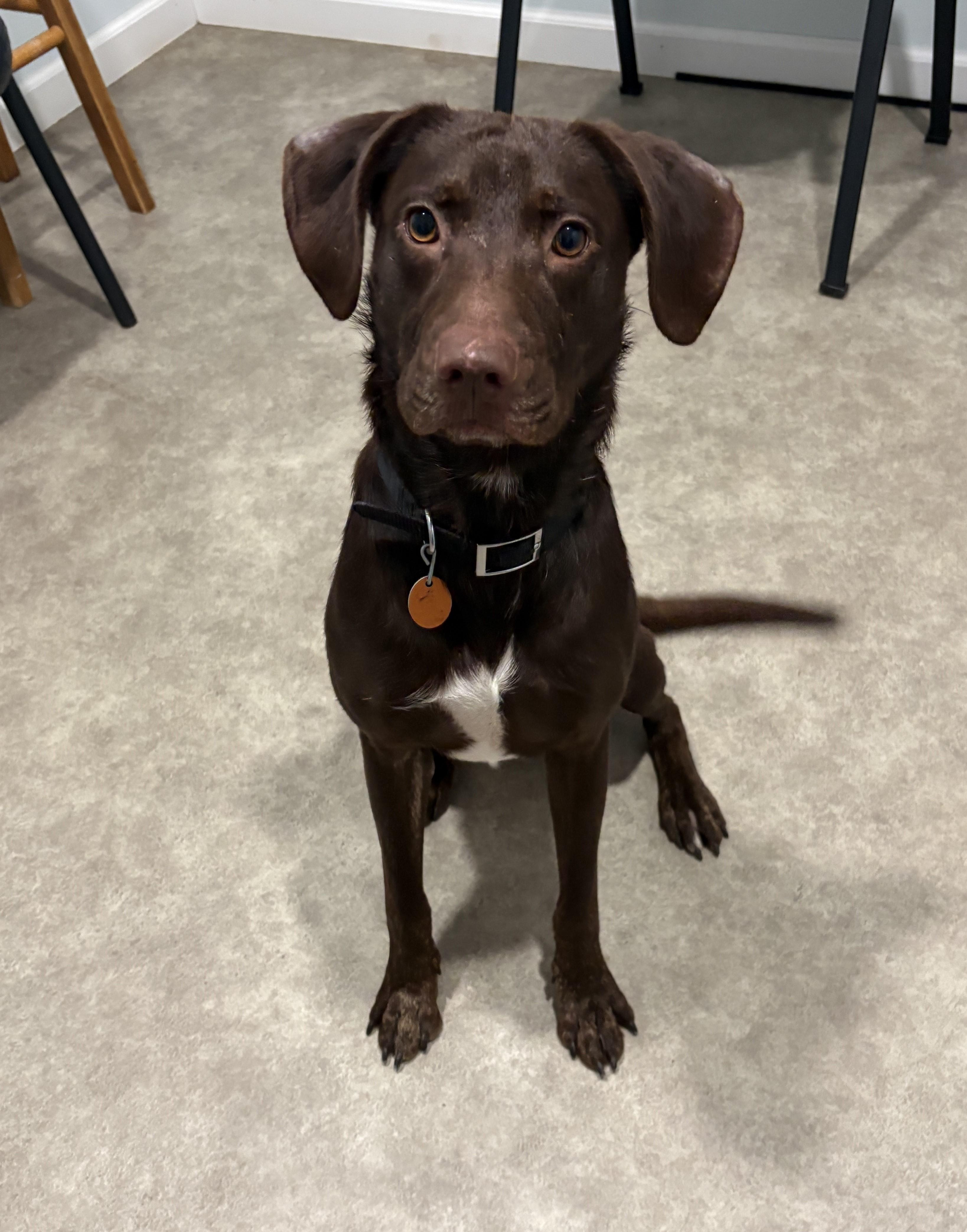 Enlarge Charlie, a Adoptable mixed breed in Grant, NE image 1/4