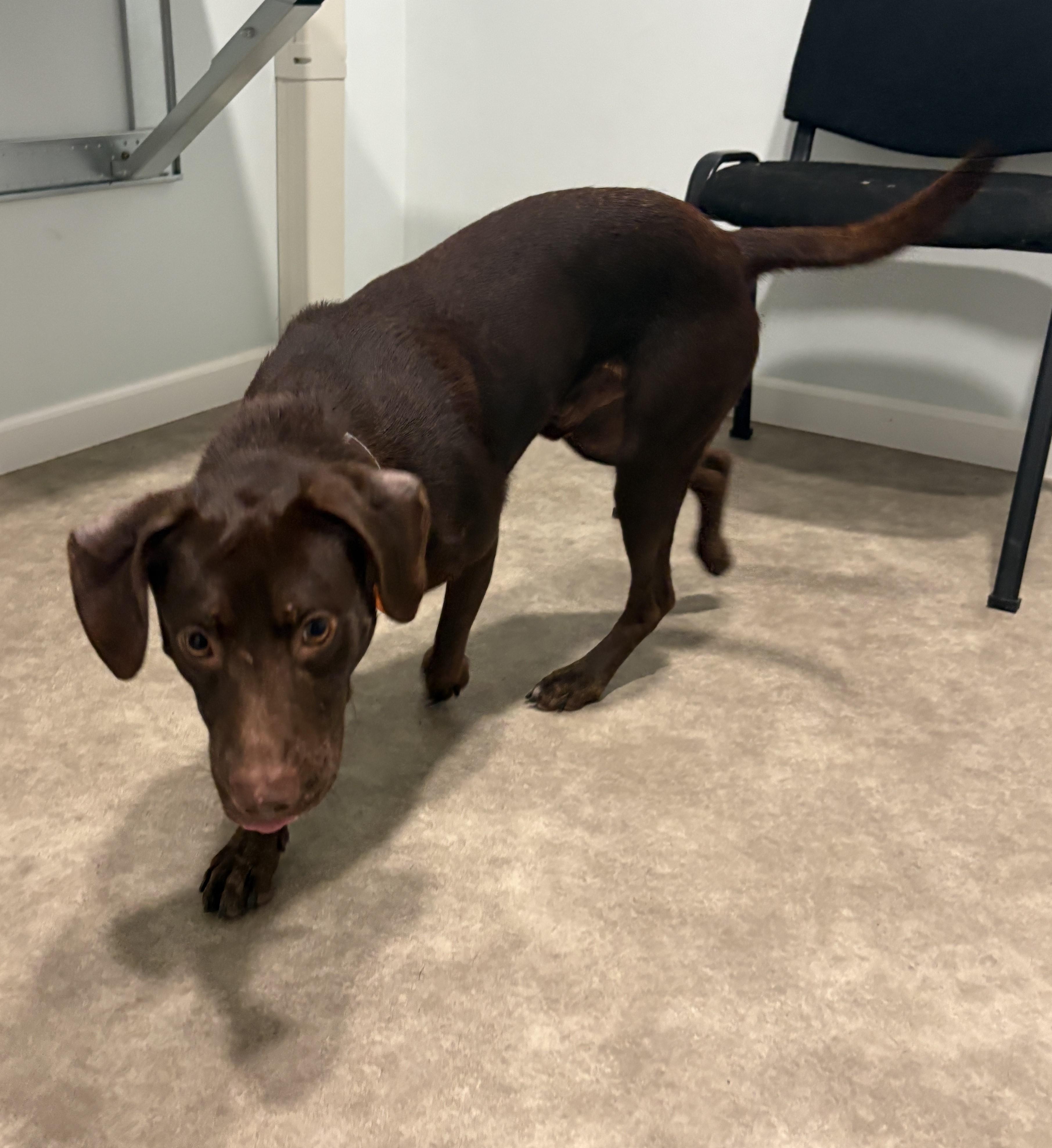 Enlarge Charlie, a Adoptable mixed breed in Grant, NE image 4/4