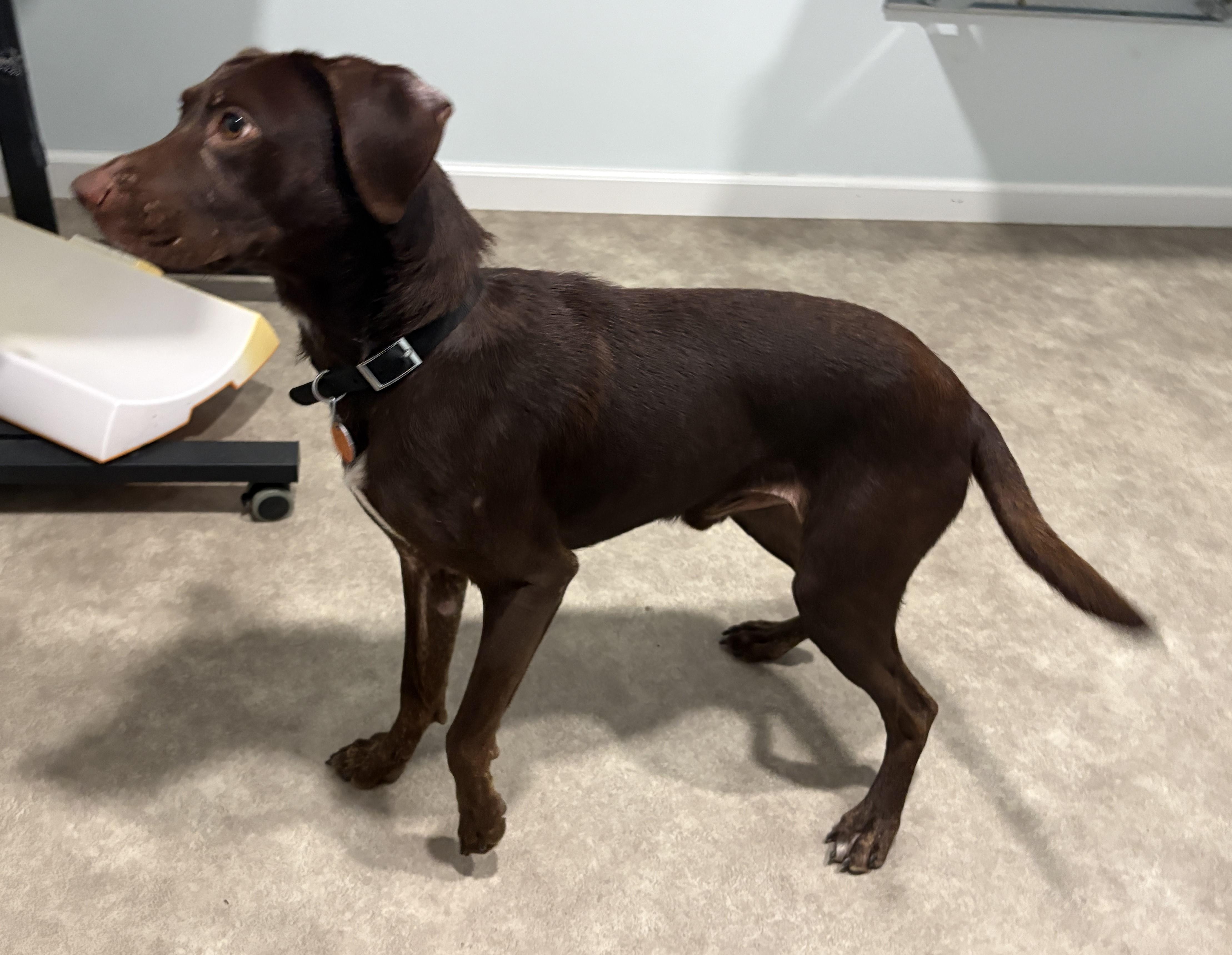 Enlarge Charlie, a Adoptable mixed breed in Grant, NE image 3/4