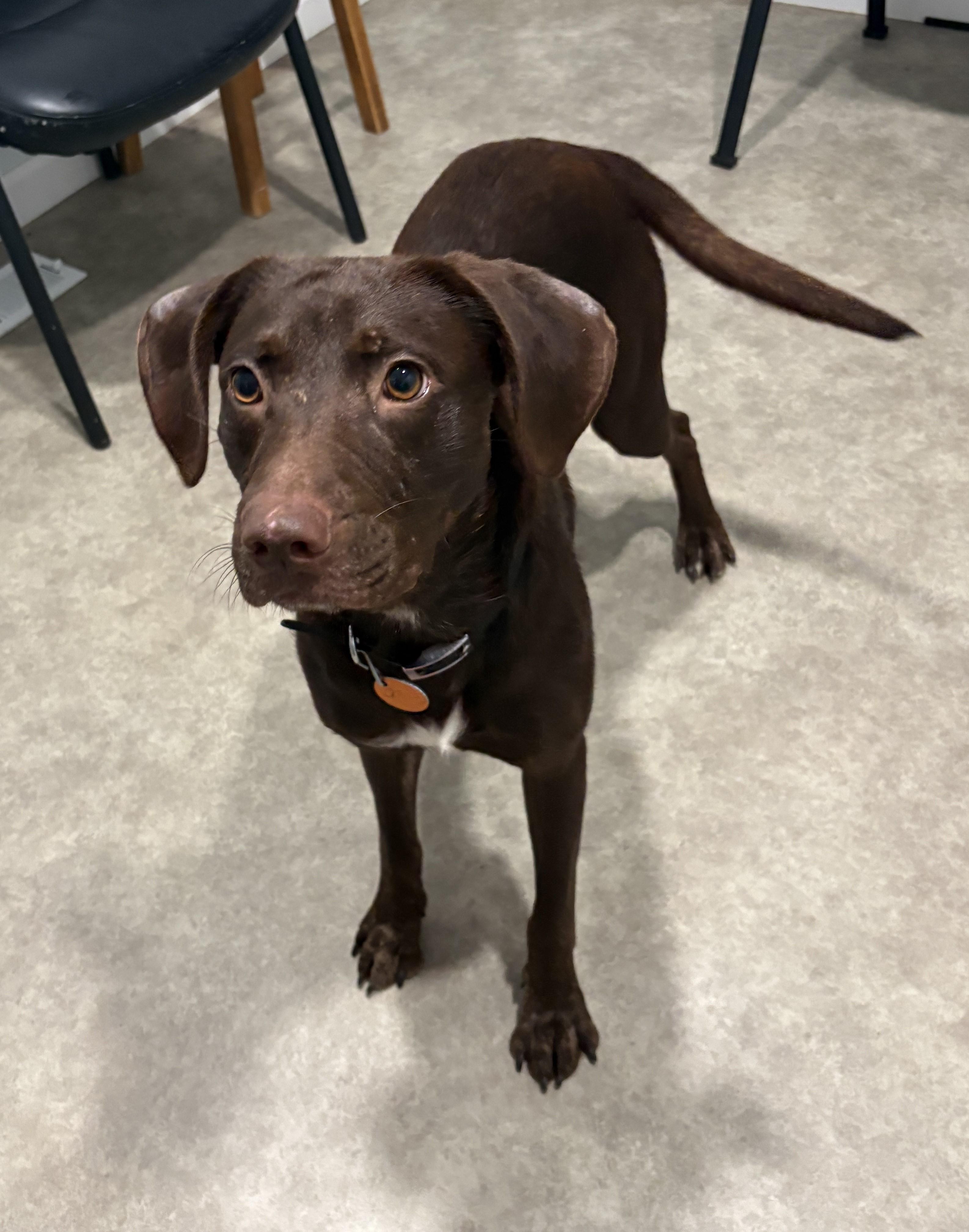 Enlarge Charlie, a Adoptable mixed breed in Grant, NE image 2/4