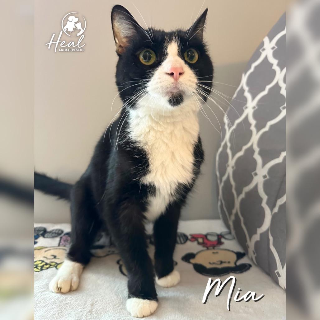 Mia, Adoptable, Senior Female Domestic Short Hair.